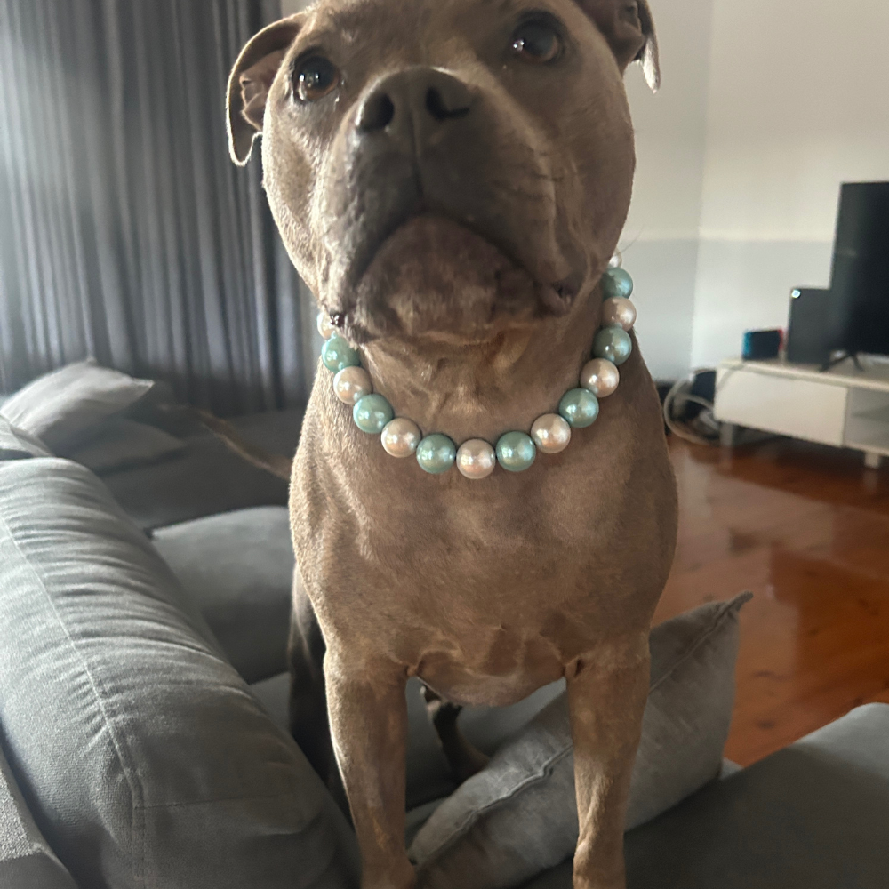 Luxury Pearl Beaded Dog Collar – XL Beads