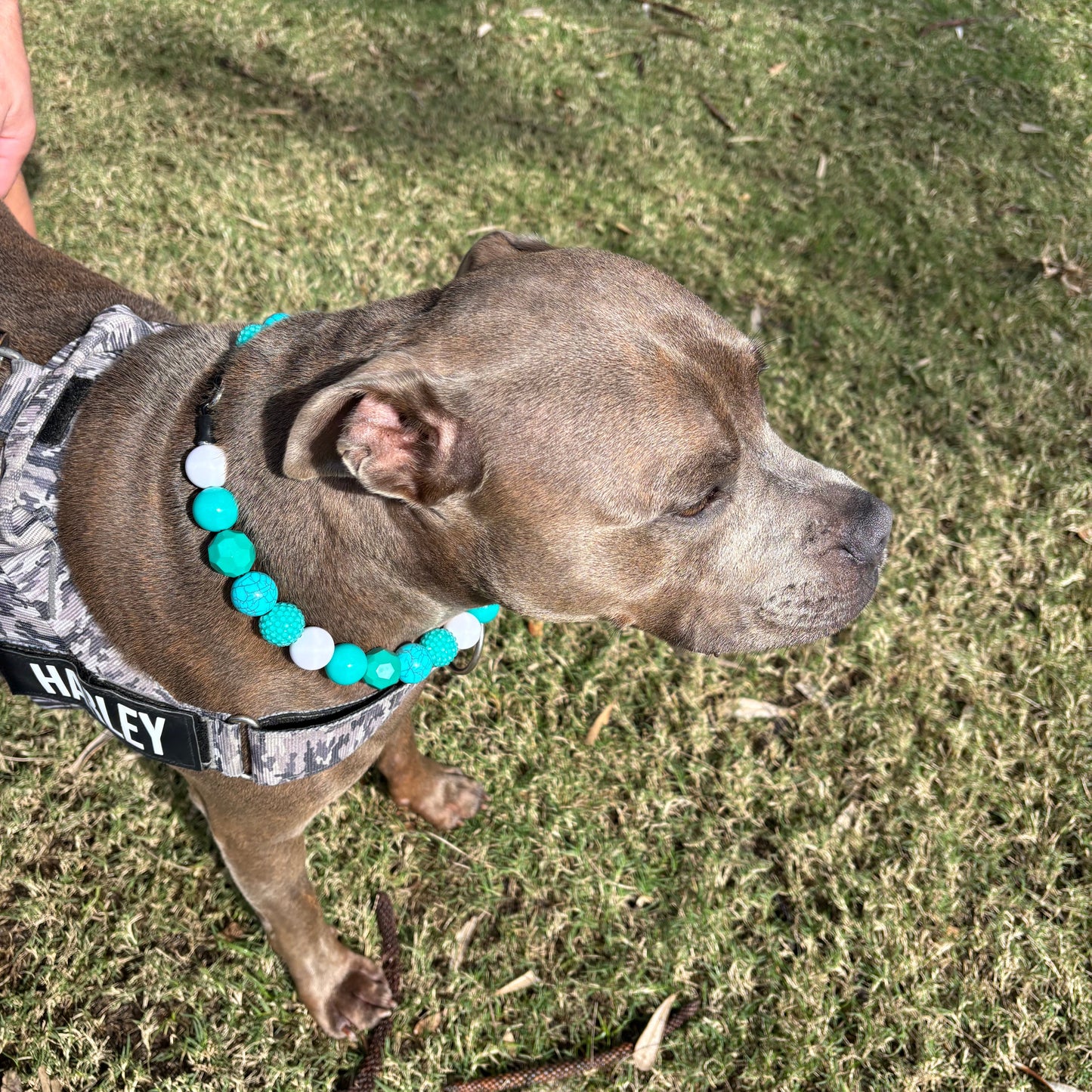 Turtle Bay Beaded Dog Collar - XL Beads