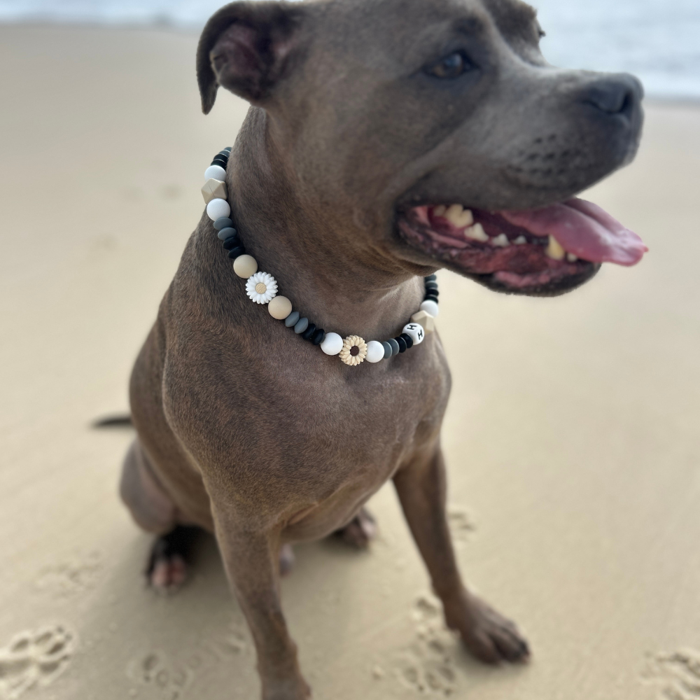 Sundown Beaded Dog Collar – Signature Beads