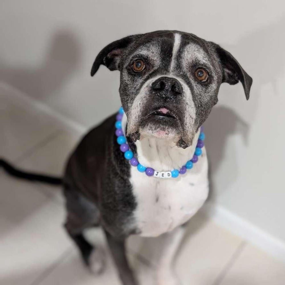 Blue & Purple Pop Beaded Collar XL Beads