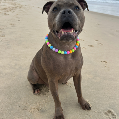 Glow Pop Beaded Dog Collar – Classic bead