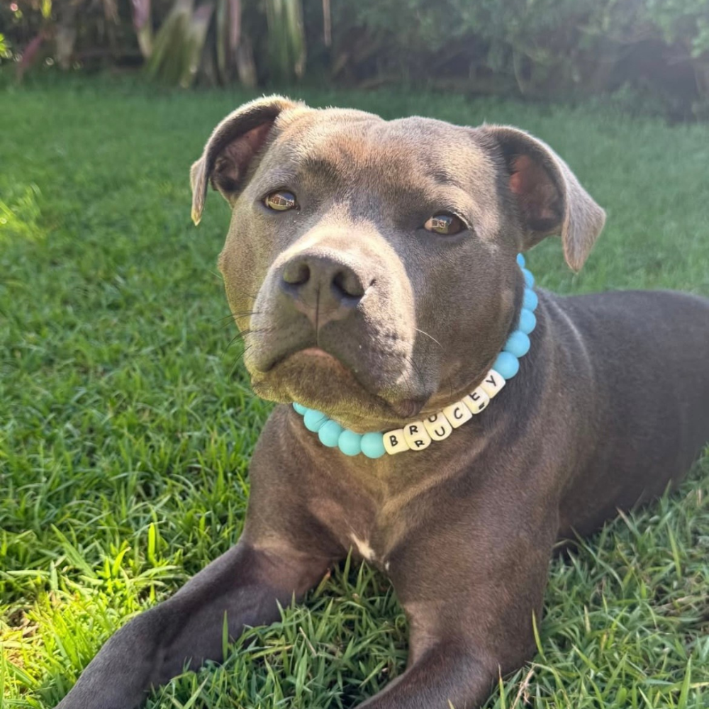 Glow Pop Beaded Dog Collar – Classic bead